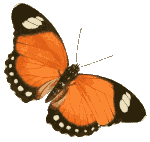 Schmetterling